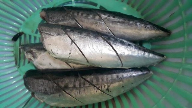 Cá ngừ ồ thường được tìm thấy ở toàn cầu trong vùng nước mặt mở đại dương đến độ sâu 50m. Ảnh: kenhso5.