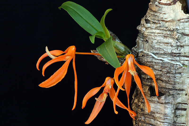 Đơn cam là một trong các loại lan rừng quý hiếm và được dân chơi lan săn lùng nhiều nhất hiện nay. Ảnh: blogspot.