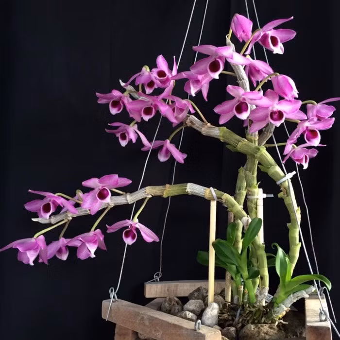 Lan trầm tím là một loài hoa quý hiếm có giá trị kinh tế rất cao, sở hữu nét đẹp rực rỡ và đầy quyến rũ. Ảnh: vuonphonglan.