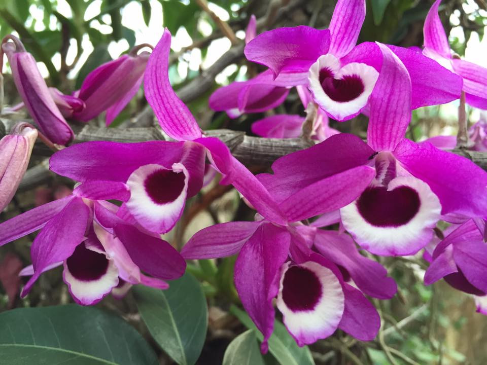 Hoàng thảo kèn là một trong các loại lan rừng quý hiếm và đắt tiền ở Việt Nam mà không phải ai cũng đủ điều kiện kinh tế để chơi. Ảnh: vuonphonglan.