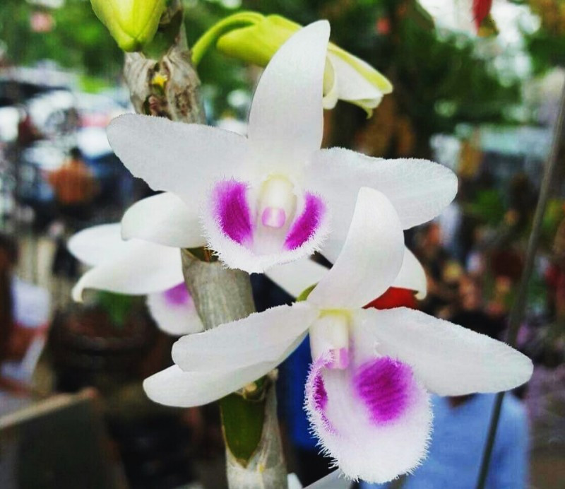 Trong khi đó, lan giả hạc có mùi thơm dễ chịu, lâu tàn và khi hoa tàn vẫn giữ lại mùi hương. Ảnh: lanrunggiare.