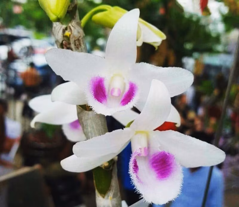 Trong khi đó, lan giả hạc có mùi thơm dễ chịu, lâu tàn và khi hoa tàn vẫn giữ lại mùi hương. Ảnh: lanrunggiare.