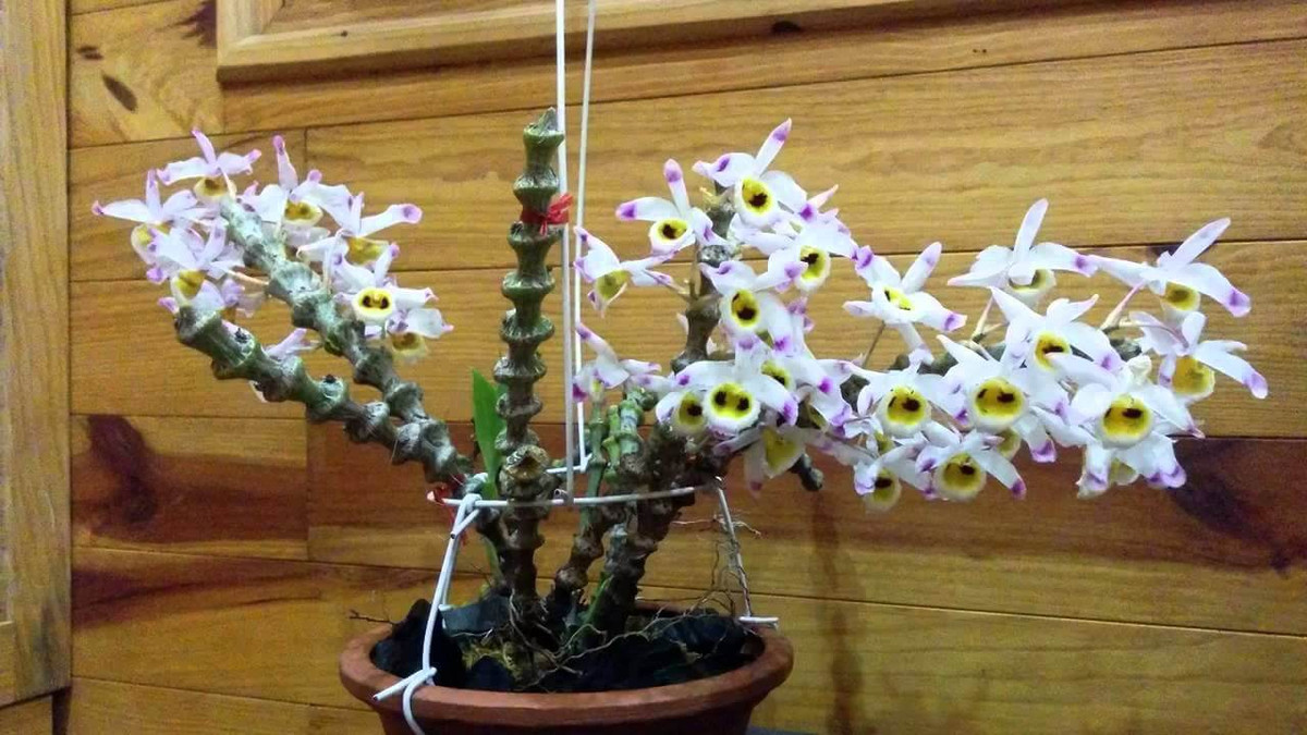 Trúc phật bà có hoa với nhiều cánh xòe rộng mang ba màu: vàng, trắng và phơn phớt tím rất tinh tế. Ảnh: muabancaytrong.