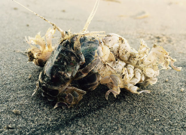 Cua rù rì thường chôn mình trong cát ở khu vực sóng vỗ, để lại đôi mắt và râu trên mặt đất. Khi sóng rút đi, chúng duỗi râu ra và cuốn râu vào các sinh vật phù du hoặc các mảnh vụn chảy qua rồi thong thả ăn. Ảnh: danviet.