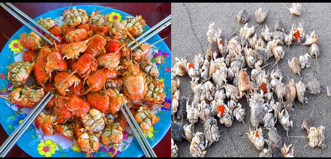 Cua rù rì sống ở biển nhưng nó không ở hẳn dưới nước như cua, ghẹ... hay đào hang trên cát như còng mà nó sinh sống ở khu vực cát ẩm gần mép nước. Ảnh: thanhnien.