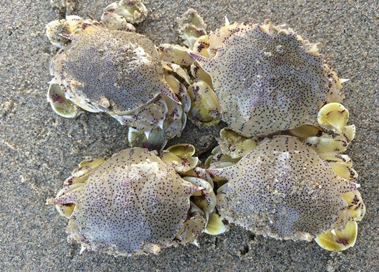 Cua rù rì có hình dáng khá giống cua huỳnh đế nên nó còn được người dân Sa Huỳnh ví von là tiểu huỳnh đế. Ảnh: nld.