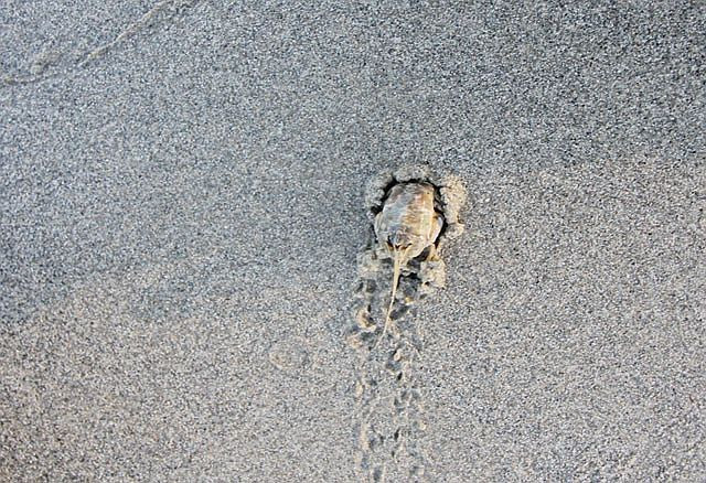 Cua rù rì có tuổi thọ ngắn, không quá hai đến ba năm, và có thể sinh sản trong năm đầu tiên của cuộc đời. Ảnh: blogspot.