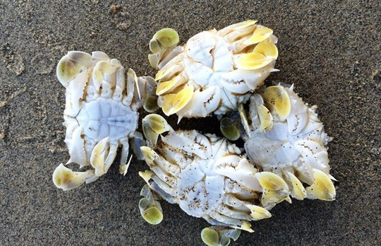 Ở Việt Nam, cua rù rì được tìm thấy ở những vùng biển có bãi cát trải dài của Quảng Ngãi, Bình Định và Phú Quốc. Ảnh: nld.