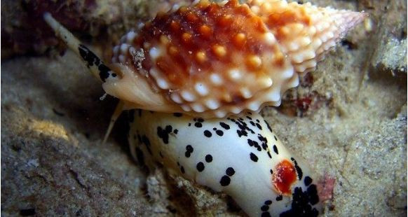 Các phương pháp nấu ốc nói chung như xào, luộc không phá hủy cấu trúc của tetrodotoxin có trong ốc bùn răng cưa mà còn khiến độc tố giải phóng và tăng nguy cơ ngộ độc. Ảnh: blogspot.