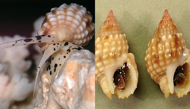 Ốc bùn răng cưa chứa độc tố tetrodotoxin - độc tố thần kinh, có khả năng gây liệt cơ hô hấp cực nhanh. Ảnh: bestie.