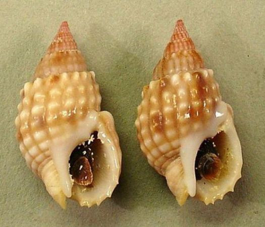 Tetrodotoxin độc hơn rất nhiều so với thạch tín, chỉ cần ăn khoảng 0,5mg cũng có thể gây tử vong. Ảnh: blogspot.