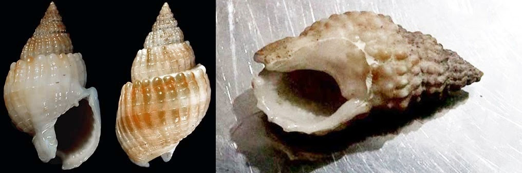 Bên cạnh đó, bề mặt vỏ của ốc bùn răng cưa thường có 1 đến 3 dải sọc màu nâu tím hoặc vàng đỏ. Ảnh: blogspot.