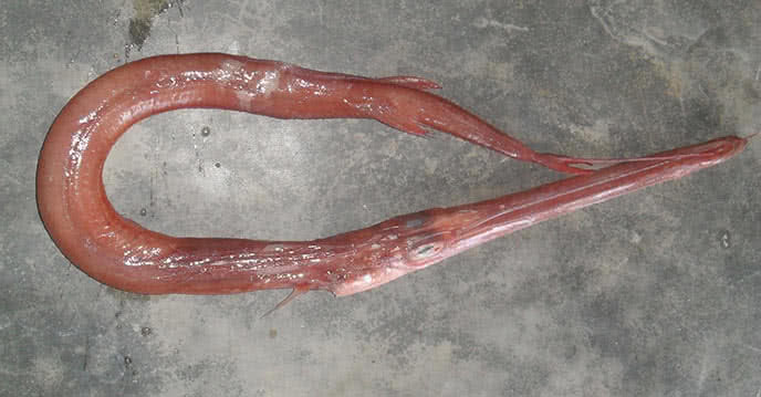 Xưa kia, cá lao nằm trong danh sách sơn hào hải vị chỉ vua chúa mới được thưởng thức. Ảnh: onepas.