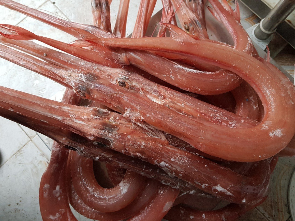 Cá lao tập trung tại các vùng biển có san hô của miền Trung, nhiều nhất là ở Đà Nẵng. Tuy nhiên, cá lao ngon nhất được cho đánh bắt từ biển Phú Yên. Ảnh: hstatic.