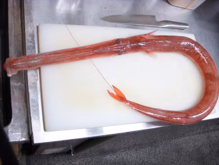 Thường người ta đánh bắt nó bằng ghe cào hoặc câu đêm. Ảnh: wordpress.