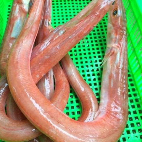 Cá lao có thể được chế biến theo nhiều kiểu nhưng ngon nhất vẫn là cá lao nướng. Ảnh: haisandathanh.