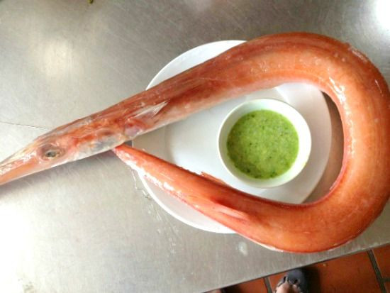 Cá lao có thân tròn, dài như cái ống, bơi rất chậm. Ảnh: dantri.