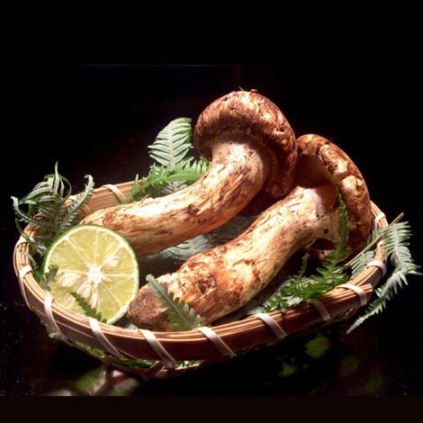 Trên thế giới, nấm tùng nhung có thể tìm thấy tại Nhật Bản, Triều Tiên, Hàn Quốc, Trung Quốc. Ảnh: chocuoituan.