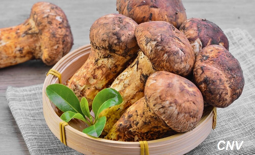 Nấm tùng nhung chứa rất nhiều chất dinh dưỡng. Chính vì vậy mà ở Nhật, người ta đây là một vật phẩm quý và bổ dưỡng. Ảnh: caynamviet.