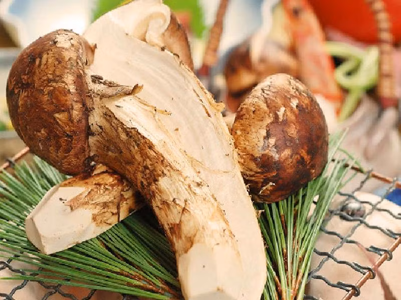 Nấm tùng nhung chỉ mọc vào tháng 8 hàng năm. Mùi thơm của nấm tùng nhung tập trung nhiều nhất ở phần vỏ bên ngoài. Ảnh: nhahangmaison.