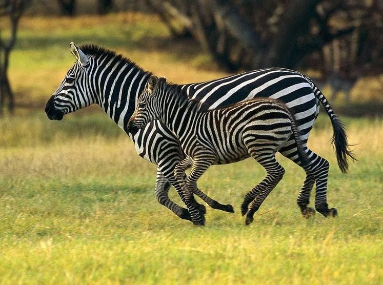 Ngựa vằn Grevy được xem là một biểu tượng của Cộng hòa Kenya, miền đông châu Phi. Ảnh: blogspot.
