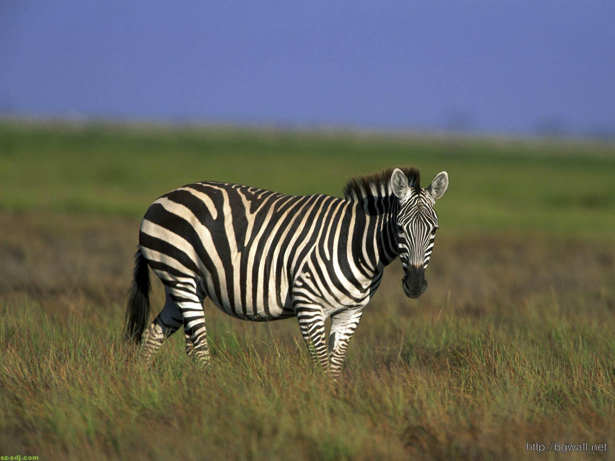 Ngựa vằn Grevy hiện nay chỉ còn phân bố ở Kenya và Ethiopia. Đây là một trong 4 loài ngựa rất nguy cấp, cần được bảo tồn thuộc các Phụ lục Công ước về buôn bán quốc tế các loài động vật, thực vật hoang dã nguy cấp (CITES). Ảnh: hinhnendep.