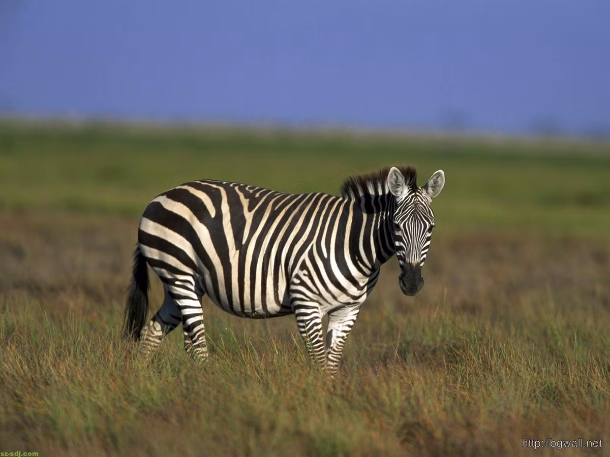 Ngựa vằn Grevy hiện nay chỉ còn phân bố ở Kenya và Ethiopia. Đây là một trong 4 loài ngựa rất nguy cấp, cần được bảo tồn thuộc các Phụ lục Công ước về buôn bán quốc tế các loài động vật, thực vật hoang dã nguy cấp (CITES). Ảnh: hinhnendep.