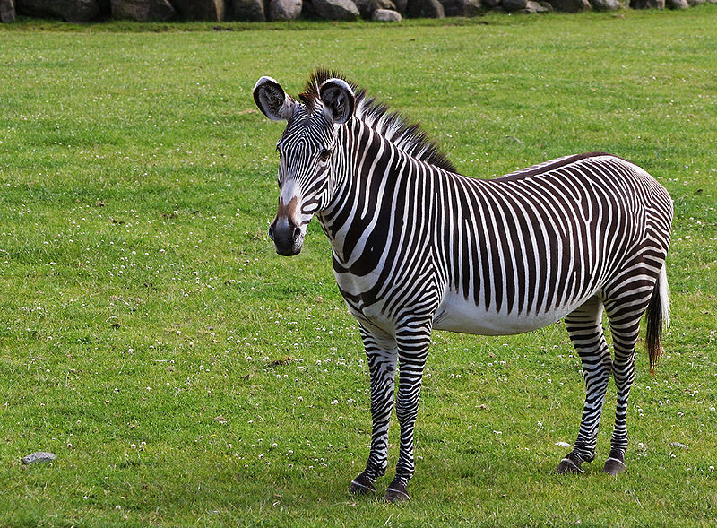 Ngựa vằn Grevy ăn cỏ, cây họ đậu và có thể nhịn tối đa là năm ngày không cần uống nước. Ảnh: wikimedia.