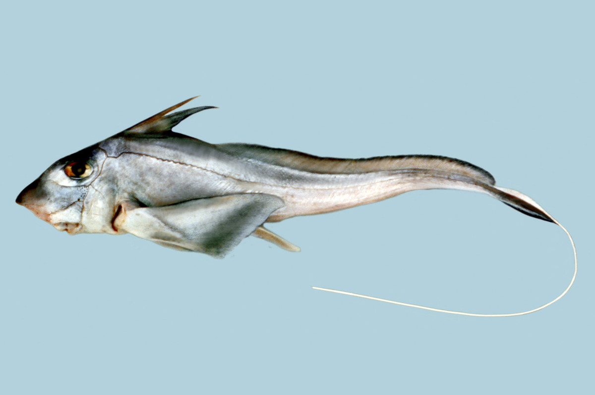 Cá mập ma cái có thể lưu trữ tinh trùng của cá mập ma đực tới 3 năm. Ảnh: fishesofaustralia.