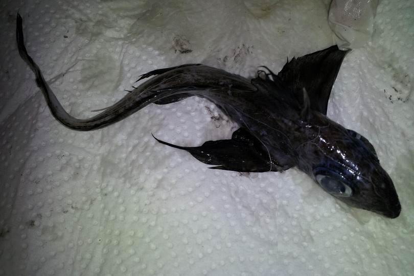 Cá mập ma cái sẽ tích trữ tinh trùng nhận được từ cá đực trong các ống nhỏ ở vòi trứng. Ảnh: whatsthatfish.