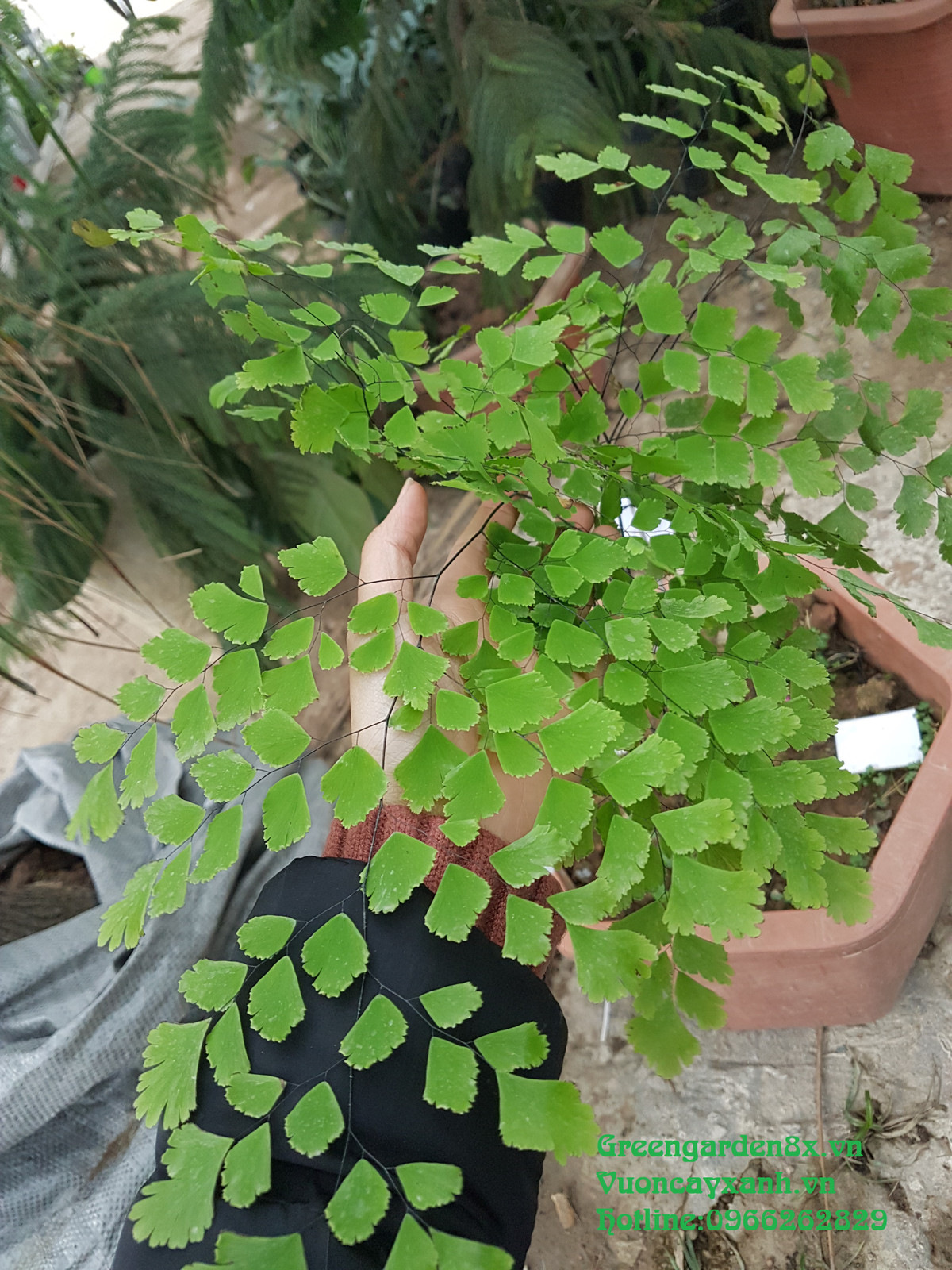 Cây tóc thần vệ nữ dễ trồng, và có thể thích nghi với nhiều loại đất, ưa ẩm mát nhưng chịu hạn cũng rất tốt. Ảnh: greengarden8x.