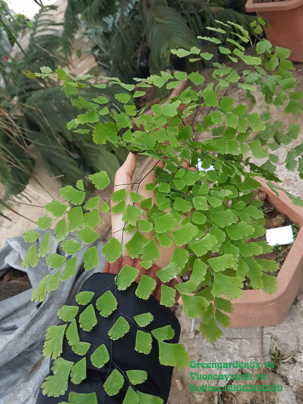 Cây tóc thần vệ nữ dễ trồng, và có thể thích nghi với nhiều loại đất, ưa ẩm mát nhưng chịu hạn cũng rất tốt. Ảnh: greengarden8x.