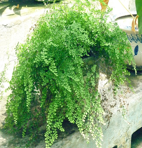 Cây tóc thần vệ nữ có thân rễ mọc bò dài, phủ nhiều vẩy rất mỏng. Lá hình tam giác mọc cách xa nhau trên thân rễ, màu xanh bóng. Ảnh: cayxanhgiare.