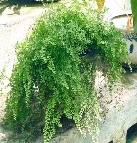 Cây tóc thần vệ nữ có thân rễ mọc bò dài, phủ nhiều vẩy rất mỏng. Lá hình tam giác mọc cách xa nhau trên thân rễ, màu xanh bóng. Ảnh: cayxanhgiare.