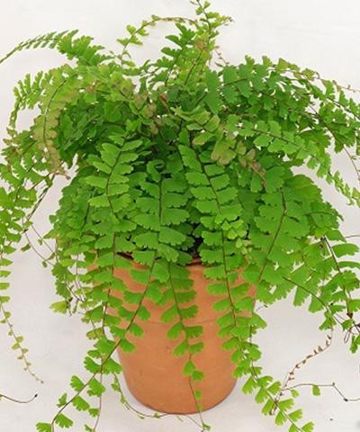  Cây tóc thần vệ nữ có tên khoa học là Adiantum caudatum. Đây là một loài dương xỉ và còn được biết đến với tên gọi khác là cây tóc tiên, cỏ dây thép...Ảnh: cayxanhgiare.