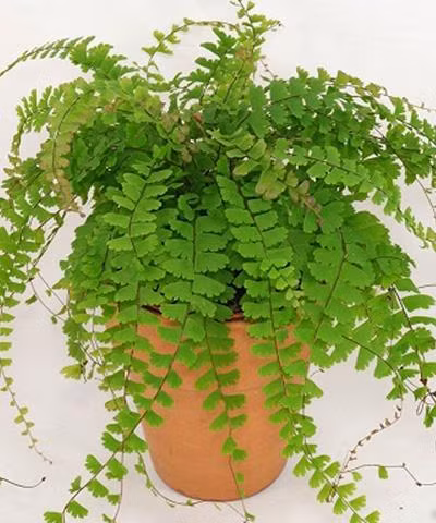  Cây tóc thần vệ nữ có tên khoa học là Adiantum caudatum. Đây là một loài dương xỉ và còn được biết đến với tên gọi khác là cây tóc tiên, cỏ dây thép...Ảnh: cayxanhgiare.