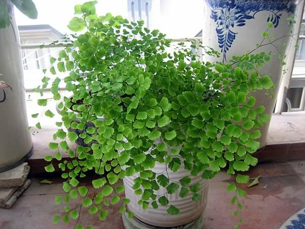 Do đó, bạn có thể trồng cây tóc thần vệ nữ để làm sạch không khí hay giúp ngủ ngon giấc nếu bạn đặt trong phòng ngủ của mình. Ảnh: muabancaytrong.