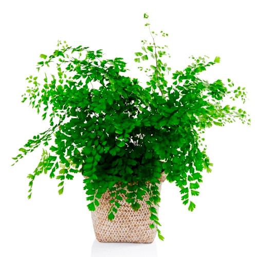 Cây tóc thần vệ nữ có thể được trồng làm cảnh ở hòn nam bộ, trồng trong chậu hay cắt lá cắm lọ với các hoa khác. Ảnh: hoatranhvn.