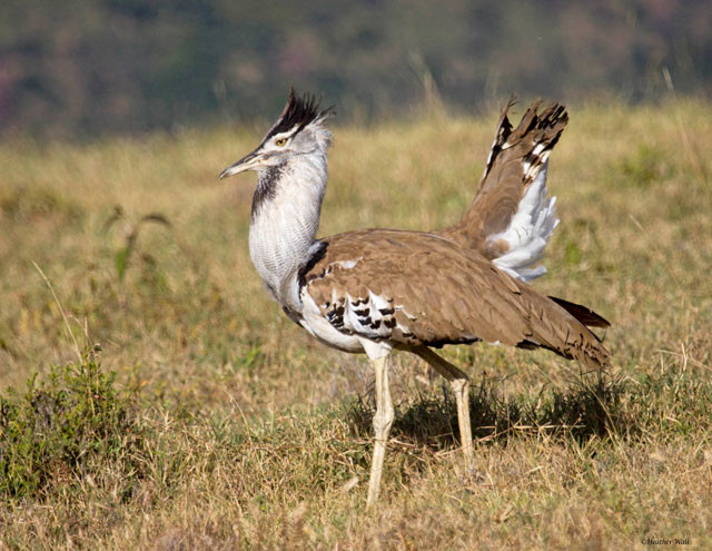Chim ô tác Kori được tìm thấy trên khắp miền nam châu Phi, ngoại trừ trong các khu vực có mật độ cây cối rậm rạp, phổ biến ở Botswana, Namibia, miền nam Angola, tại các địa phương trong Zimbabwe. Ảnh: doanhnghiepvn.