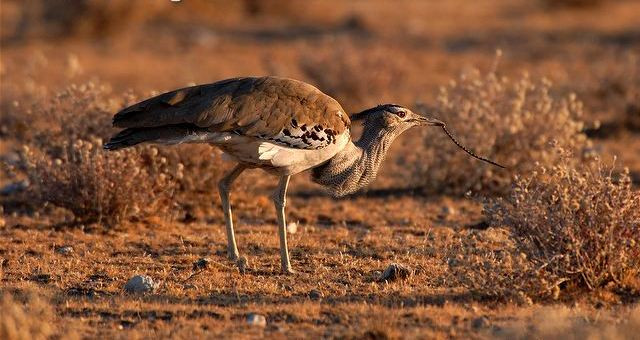 Chim ô tác Kori trống dài 120cm - 150cm, cao 71cm – 120cm và có sải cánh dài khoảng 230cm - 275cm. Trọng lượng trung bình từ 10,9kg – 16kg nhưng có con đặc biệt có thể nặng tới 20kg. Ảnh: blogspot.