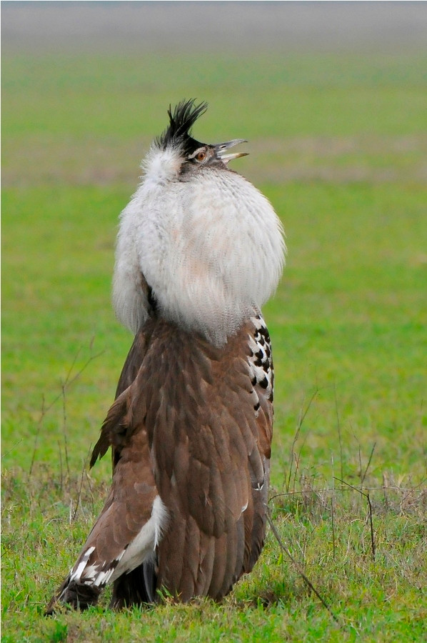Trong khi đó, chim ô tác Kori mái có trọng lượng trung bình 4,8kg - 6,1kg, dài từ 80cm - 120cm và thường cao dưới 60cm, sải cánh dài ít hơn 220cm. Ảnh: blogspot.