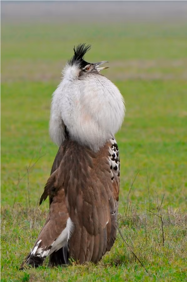 Trong khi đó, chim ô tác Kori mái có trọng lượng trung bình 4,8kg - 6,1kg, dài từ 80cm - 120cm và thường cao dưới 60cm, sải cánh dài ít hơn 220cm. Ảnh: blogspot.