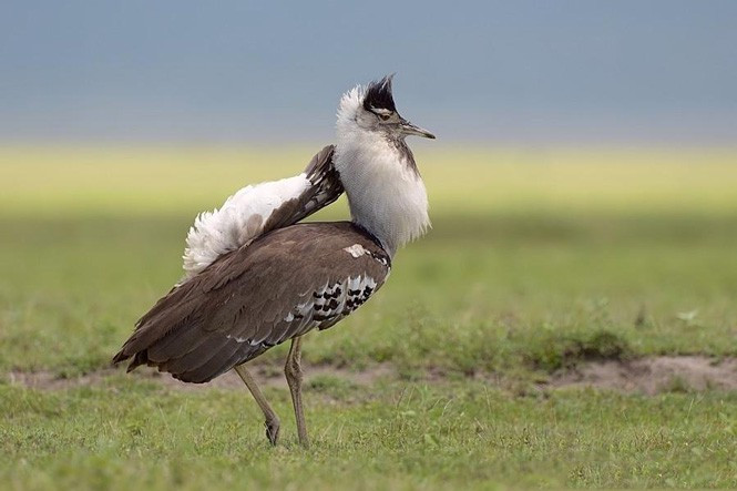 Chim ô tác Kori chủ yếu có màu xám và nâu, phía trên đầu giống như mào có màu đen, các lông quanh cổ là những lông vũ mềm mại có màu vằn đen. Ảnh: tienphong.