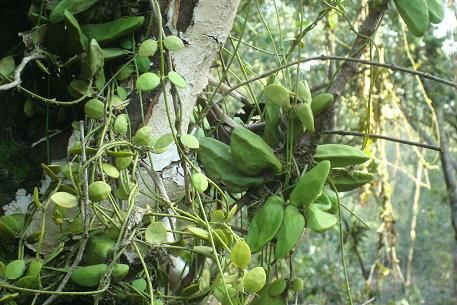 Dây mỏ quạ có tên khoa học là Dischidia major. Đây là một loài thực vật quen thuộc với người dân miền Tây. Ảnh: trungtamduoclieu.