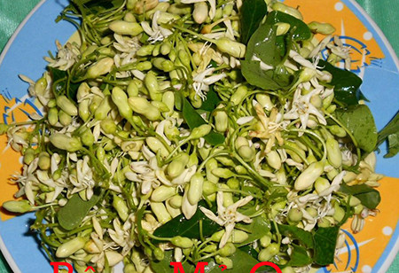 Dây mỏ quạ có lá nhỏ, màu xanh, hoa 5 cánh màu hồng tím có mùi thơm thoang thoảng đặc trưng, quả màu xanh chứa đầy nhựa màu trắng như sữa. Ảnh: dulichvietnam.