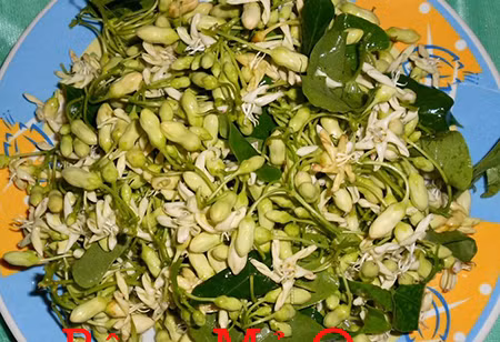 Dây mỏ quạ có lá nhỏ, màu xanh, hoa 5 cánh màu hồng tím có mùi thơm thoang thoảng đặc trưng, quả màu xanh chứa đầy nhựa màu trắng như sữa. Ảnh: dulichvietnam.