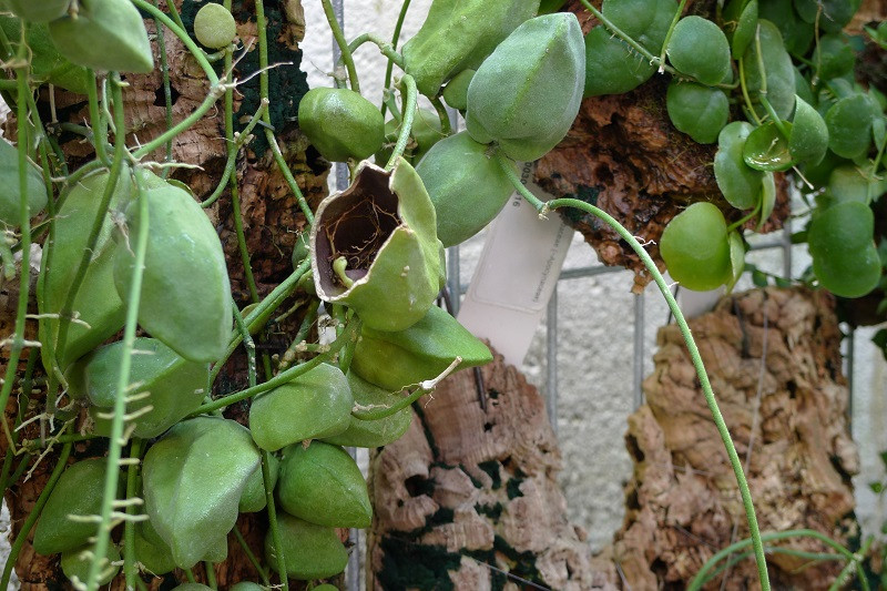 Quả của dây mỏ quạ có hình dáng giống mỏ quạ, thường được dùng để ngâm rượu. Ảnh: blogcaycanh.