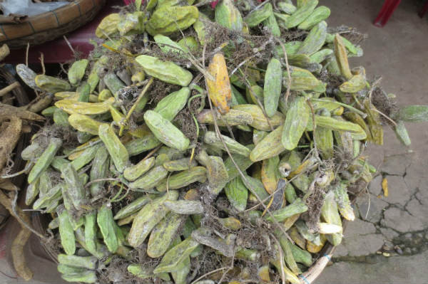 Rượu dây mỏ quạ có tác dụng khu phong, trừ thấp, hoạt huyết, giảm đau. Ảnh: giadinhkhoeaz.