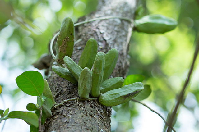 Đọt, lá non, hoa và quả non của dây mỏ quạ được người dân sử dụng để chế biến món ăn như: xào thịt bò, nhúng lẩu, nấu canh... Ảnh: simson.