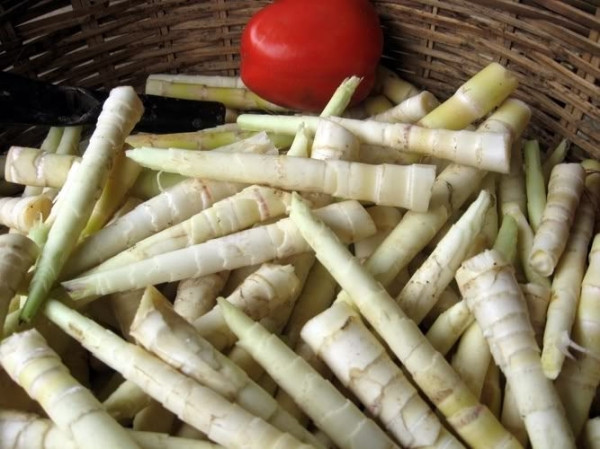 Măng sặt mọc thành từng cụm dày, sinh sản rất nhanh, ngọn măng nhọn, dong dỏng cao, lá nhỏ. Ảnh: vietnam.